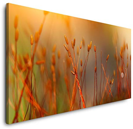 Moos aus dem Boden 120x 60cm Panorama Leinwand Bild XXL Format Wandbilder Wohnzimmer Wohnung Deko Kunstdrucke