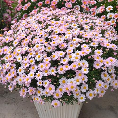 Rittersporn(Consolida ajacis),dekoration wohnzimmer deko garten langer Blütezeit für eine garten geschenk büro deko geschenke für gartenliebhaber 350Samen