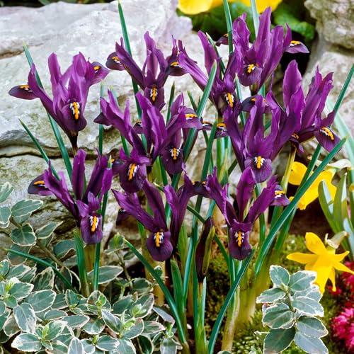 GardenersDream Iris Reticulata 'J.S. Dijt' Bulbi da fiore – Bulbi da fiore da esterno accattivanti e colorati – Iris da giardino per bordure, giardini rocciosi e contenitori