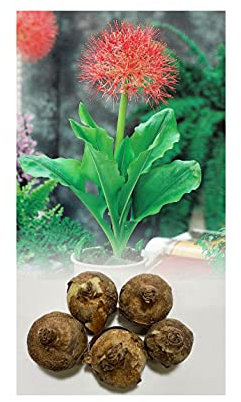 1 Scadoxus Multiflorus Fireball Lily Brilliant Red Starry Flowers Late Summer Flowering Bulbs : - by GARTHWAITE NURSERIES® : - UK Stockist