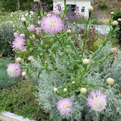 Semi di fiordaliso - seminare vecchie varietà Centaurea cyanus - semi da balcone resistenti perenni da giardino resistenti vecchie varietà 250pcs