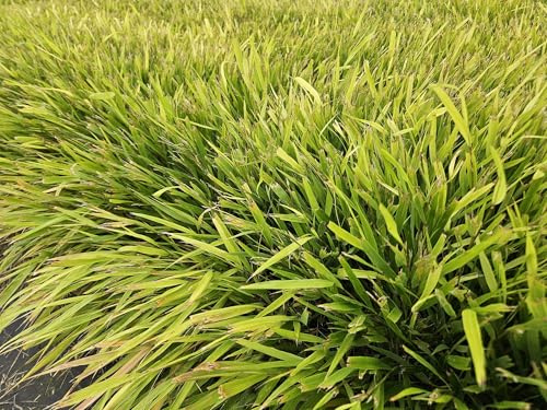Hakonechloa macra – 24 plantas – 10 – 25 cm – Ø 9 cm – Hierba japonesa – Elegante hierba ornamental resistente al invierno para jardines sombreados