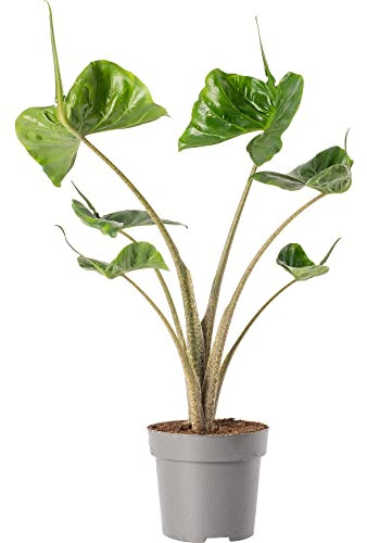 Alocasia Stingray Large Indoor Exotic House Plant Real Evergreen Tall Plants (50-60cm (Incl. Pot))