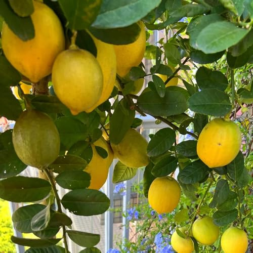semillas de limonero, orgánicas Semillas De Limón Orgánicas, Limonero, las son resistentes orgánicas jardín 30pcs