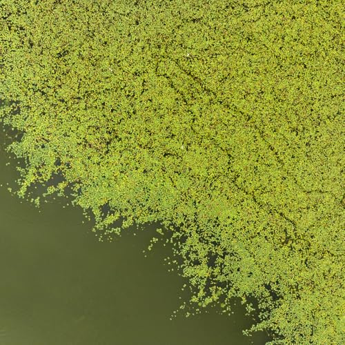 Semi di lenticchia d'acqua - acquario raro vecchie varietà prodotti sostenibili esotico verdi acquatiche giardino aromatiche semi di aromatiche 250pcs