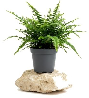 Helecho de Boston de Interior Nephrolepis Exaltata DECOALIVE con Hojas Verdes, Maceta de 14 cm de Diámetro, Altura 35 cm