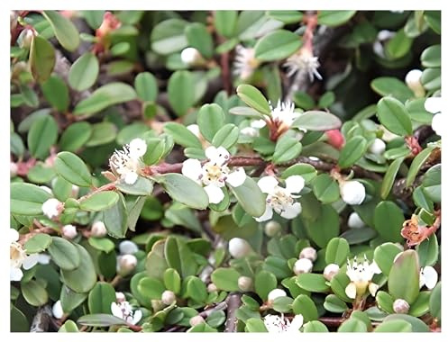 Stauden Gänge 1 x Cotoneaster dammeri 'Frieders Evergreen' Zwergmispel | Immergrüner Bodendecker für Sonne bis Halbschatten, Blüte Mai bis Juni, mehrjährig, 9x9 cm Topf