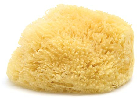 Neptune Sea Wool Sponge – Natural Mediterranean Bath Sponge, Hand Processed, Extra-Large, Approx. 8-9, Gentle Exfoliation for Body & Skincare