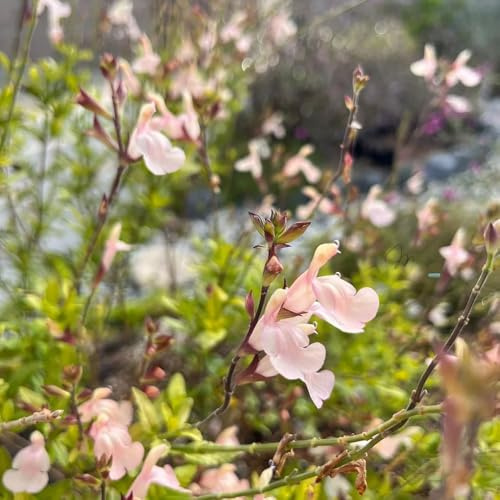 semillas de salvia organicas - exóticas resistentes, jardin 40pcs