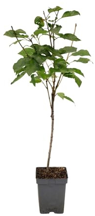 Plant in a Box - Cerezo - Prunus avium 'Stella' - Altura 90-110cm - Maceta 23cm - Árbol frutal resistente al frío - Cereza dulce