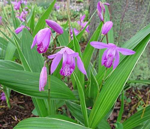 PERAGASHOP BLETILLA STRIATA Rosa Orchidea da Giardino Esterno Vaso 12CM Orchidea giacinto