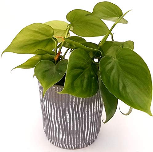 POWERS TO FLOWERS - PHILODENDRON SCANDENS IN VASO CERAMICA A RIGHE GRIGIO-BIANCO, pianta vera