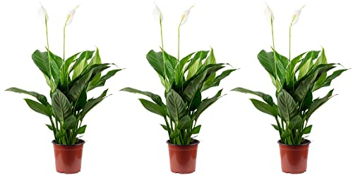 3er Set Einblatt Spathiphyllum 3-5 Blüten/Knospen T13 H50
