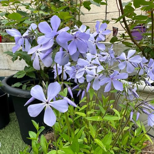 Phlox de alfombra - flox subulata de exóticas balcón 700semillas