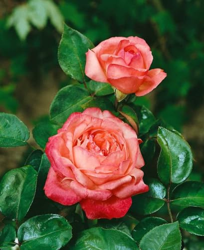 Rosa 'Aachener Dom' - Edelrose, zartrosa Blüten, Blütezeit Juni-Oktober, ideal für Beete und Kübel, duftend, pflegeleicht und winterhart