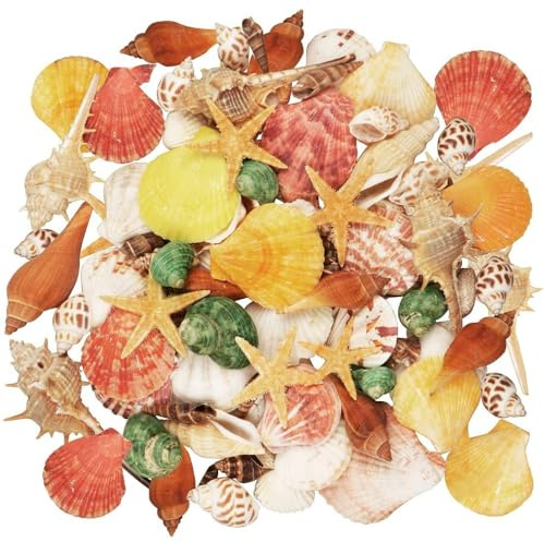 YWKJDDM Sea Shells Mixed Beach Seashells, 70PCS Natural Colorful Sea Shells, Various Sizes Beach Seashells and Natural Starfish for Beach Theme Party DIY Crafts FishTank Supplies(9 Kinds of 3-9 CM)