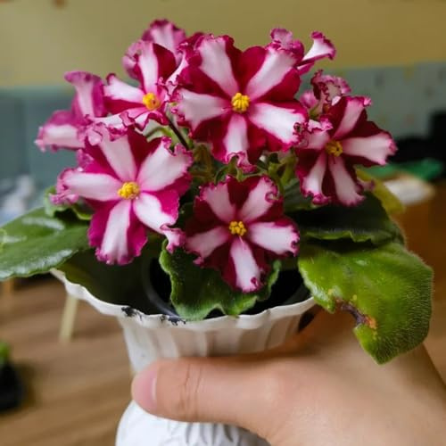 semi di violetta africana - semi di rare serre da balcone da balcone perenni resistenti e perenni regali per gli amanti del giardino 150pcs