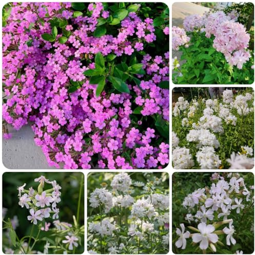 semillas de la saponaria de cocina, balcón, para parterres elevados de saponaria medicinales, 35pcs