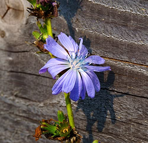 Gewöhnliche Wegwarte - Cichorium intybus - 1000 Samen