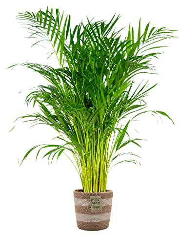 Bloomique - Dypsis lutescens - Palmera areca - Planta de interior - Purificadora del aire - Apta para mascotas - 100-110 cm - Cesta de yute 21 cm