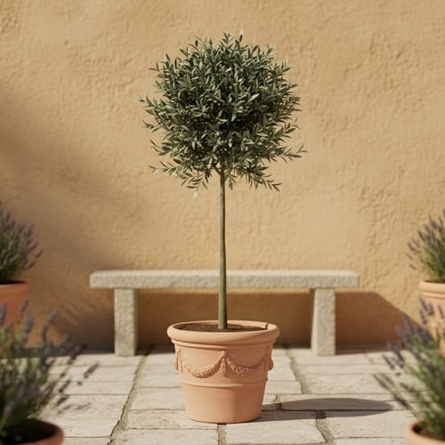 GardenersDream de Olivier Olea Europaea – Plante de jardin persistante vivante en pot – Plante d'extérieur nécessitant peu d'entretien – Idéale pour les bordures et les pots (95-105 cm, pot de 21 cm)
