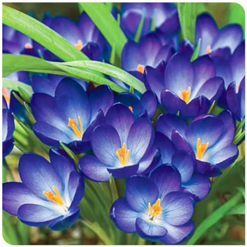 Rizomi di Crocus-Resistente e Facile da Curare/Resistente all'inverno-C-6 Rhizome