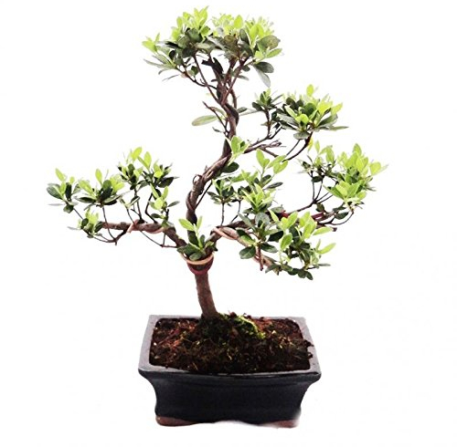 Outdoor Bonsai Rhododendron simsii - Azalea 15cm
