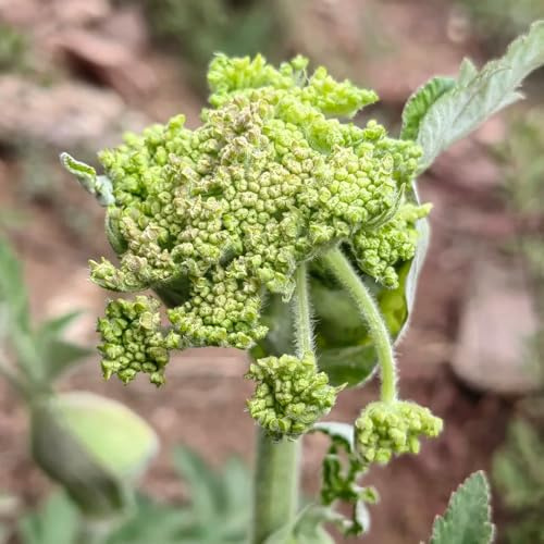 liebstöckelsamen - kübelpflanzen gewächshaus balkon seltene gartenkräuter exotische zimmerpflanzen kräuterbeet für die küche topfpflanzen balkongewächshäuser steingartenpflanzen 200pcs