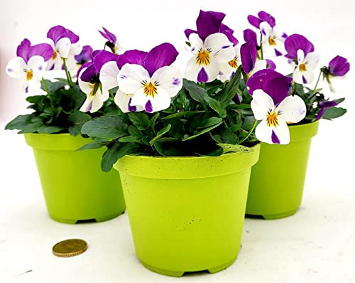 POWERS TO FLOWERS - VIOLE DEL PENSIERO, VIOLA A FIORE PICCOLO ROSA/BIANCO, 3 PIANTE, Vaso 10,5cm diametro, piante vere