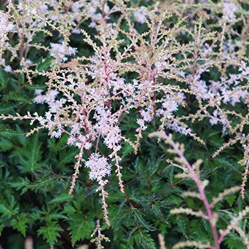 Blumixx Stauden Astilbe glaberrima-Hybride 'Sprite' – Zwerg-Prachtspiere, rosa blühend, winterharte Staude, kompakt wachsend, für Kübel