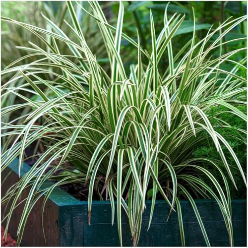 GrowOn Shrubs [2 Litre] Carex Morrowii 'Ice Dance' Ornamental Sedge Grass | Evergreen Plant | Outdoor Garden Ready Plant