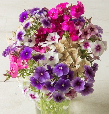 25 seeds of Art Shades Mix 3632 (Phlox Drummondii):packing seeds only