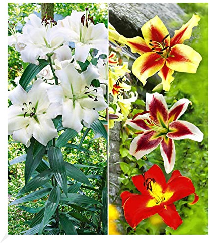 BALDUR Garten 9er Tree-Lily®-Kollektion 4 Farben, Zwiebeln
