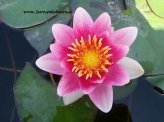 1 HALBZWERGSEEROSE Sorte Mad. laydecker, hellrot