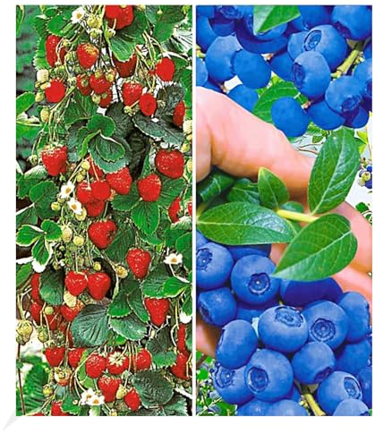 BALDUR Garten Beeren-Kollektion, 4 Pflanzen, 3X Klettererdbeere und 1x Heidelbeere Reka, essbare Früchte, winterhart, blühend, Vaccinium corymbosum, Fragaria x ananassa
