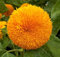GIRASOLE NANO SUNGOLD NR.200 SEMI