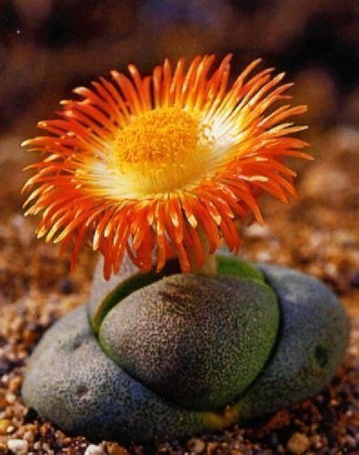 Tropica - Sukkulenten - Lebender Granit (Pleiopilos nelii) - 40 Samen