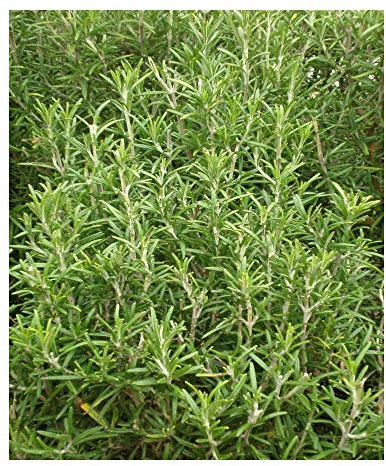 PREMIER SEEDS DIRECT - HERB - Rosemary - 300 Seeds (ROSEMARINUS OFFICINALIS)