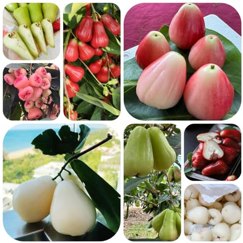 Semi di Syzygium samarangense da colonnari sapote, resistenti da appartamento decorazione soggiorno 75pcs