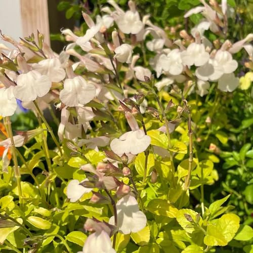 semillas de salvia - salvia - balcón arbustos jardín resistentes bancal elevado, resistentes en balcones en lugares soleados 160semillas