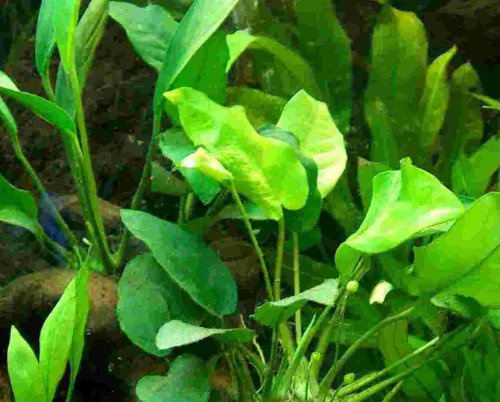 Mühlan Topartikel- 4 Töpfe Anubien, Anubia Mix, 5 Sorten, Aquarium