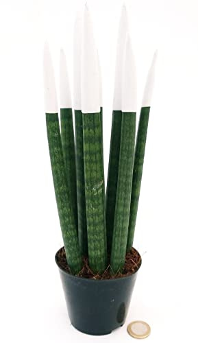 POWERS TO FLOWERS - SANSEVERIA CILINDRICA COLOR LIFE BIANCA, ALTEZZA 25/30CM, pianta vera