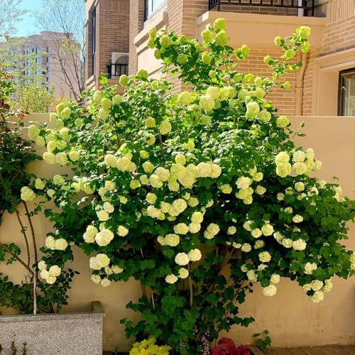 Semi di ortensia palla di neve, regali per gli amanti del giardino semi biologici da esterno resistenti arbusti fioriti resistenti farfalle 30pcs