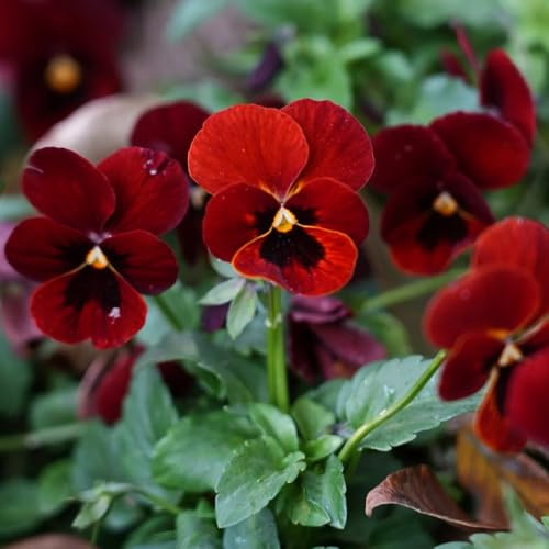 Semi di viola cornuta, per luoghi soleggiati semi biologici 300pcs