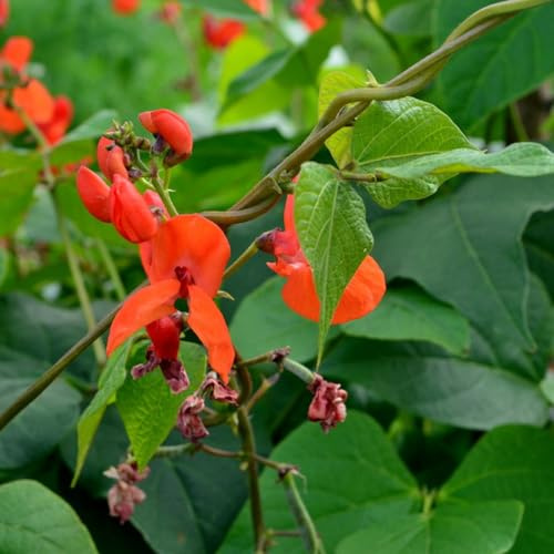 Semillas de judía escarlata - balcón invernadero Semillas de frijol escarlata - invierno frijol verdes jardineros jardín exótico 60pcs