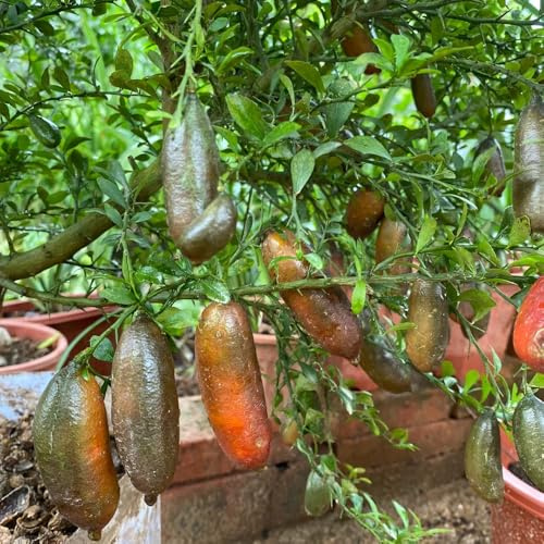fingerlimette obstpflanzen balkon deko obstbäume gartenpflanzen baumsamen topfpflanzen draußen winterhart pflanzendeko bohnenkraut spalierobst hochbeete für garten winterharte 450samen