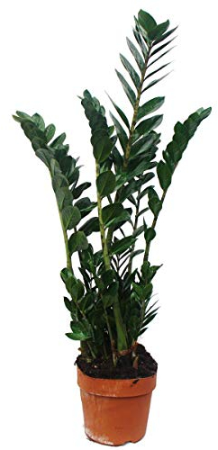 Exotenherz - Zimmerpflanze - Zamioculcas - Zamio Palme - ca. 80cm hoch