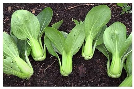KS92 Mini Pak Choi Green Fortune F1 Leaf Vegetable Seeds Vegetable Garden KS92 Seeds Plants Shop Seed Bench Pullingen Patrik Ipsa