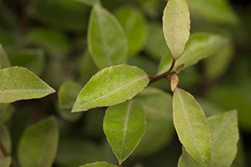 Ölweide Elaeagnus ebbingei 60-80 cm Heckenpflanze winterhart immergrün | Schnittverträglich, dichter Wuchs, sonnig bis halbschattig, ideal für Formhecken und ganzjährigen Sichtschutz