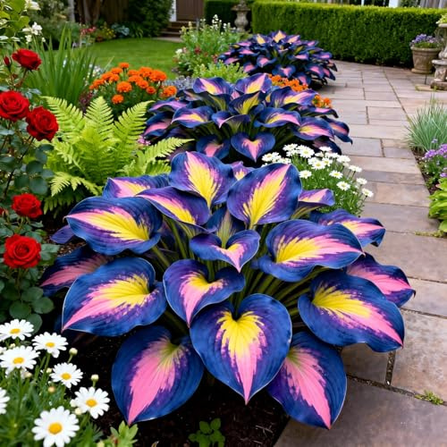 Radici selezionate di hosta,miste,Bulbi di hosta/resistenti al freddo e alla siccità,adatte per la decorazione di giardini e balconi-4Rizoma-M